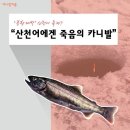 화천 산천어축제 반대하는 동물단체들 이미지