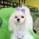 뽀송뽀송 애견미용 이미지