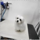 우리집 멍뭉 이미지