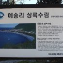 완도 예송리 상록수림 Daum카페