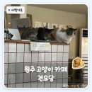 자락 | 원주 가볼만한 곳 견묘당 | 치악산 자락 고양이 카페 후기