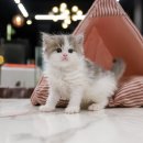 라온캣 부산화명점 이미지