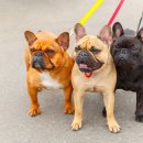 계절엔 동물의료센터 이미지