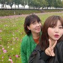 은행나무길 대여소 | 24년 10월 27일 방문 현재 곡교천 리얼후기, 은행나무길 코스코스 백일홍 꽃 은행나무