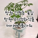 창원꽃집 신혼집 공기정화식물 구매는 제이써니플라워