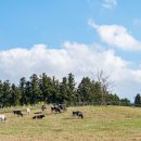 아침초원 목장 이미지