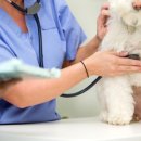 초록동물병원 이미지