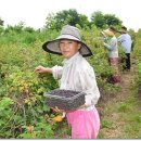 원우농장 이미지