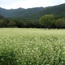 메밀꽃필무렵 이미지