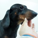 베르네집 이미지