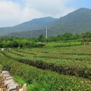 선화네푸소 이미지