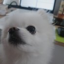 우리집 멍뭉 이미지