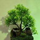 물꼬기 | 어항꾸미기 후기 오냥이와물꼬기 트리 오크통으로 꾸민 새우 어항 장식