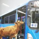 횡성 이미지
