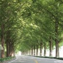 순창 메타세콰이어길 이미지