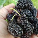 농업회사법인 유한회사 새싹 이미지