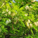 아카시아 약국 이미지