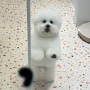 그루밍봄 이미지