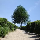 보성녹차사랑 이미지