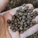 난초목장 이미지