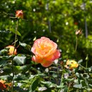 장미공원B 이미지