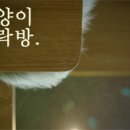 고양이다락방 이미지