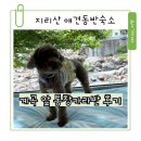 지리산 애견동반숙소 지리산벚꽃카라반캠핑장 물빛통창 1호 후기