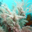 멀리 제주 이미지