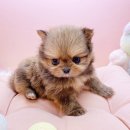 미유펫대구 강아지분양고양이분양(도그플러스동물병원) 이미지