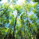 빛-자작나무 이미지