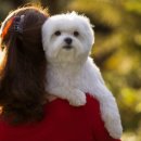 오리진 동물피부과병원 이미지