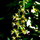 약이 되는 산야초 이미지