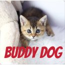 버디독 강아지분양 고양이분양 안심분양센터 인천점 이미지