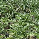 부산 김해에 갔다가 블루베리 나무를 구입 했어요 12주 이미지