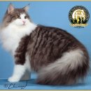 러블리메인쿤 | 노르웨이숲 고양이 총정리(성격,특징,분양가,털빠짐등)