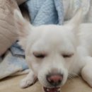 도기부기 | 도기부기 수제간식 후기!!