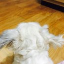 츄츄살롱 이미지