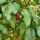 왕보리수 이미지