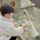 우리농장 | 서울근교 아이랑 가볼만한곳 포천 우리농장 동물 먹이주기 솔직후기