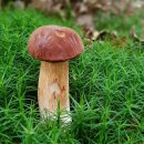 우리강아지 이미지