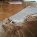 뿌리네 애견샵 이미지