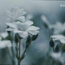 화성실버하우스 네이버블로그