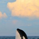 청도청정한우식당 이미지