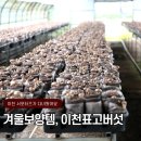 나드리독 | 이천 표고버섯, 깨끗한 맛과 따기 체험까지! 참목표고농원 가봄