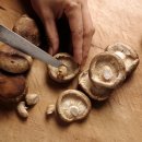 미국 FDA 선정한 10대 항암식품 표고버섯, 콜레스테롤 수치를 낮춘다? 이미지
