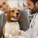 웰튼동물의료센터 이미지