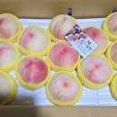 경북의성 반디농원 복숭아(백도,/황도)잔여수량 판매 합니다 이미지