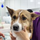 인천종합동물병원 이미지