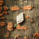 불당대로 이미지