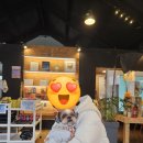 새롬애견 이미지